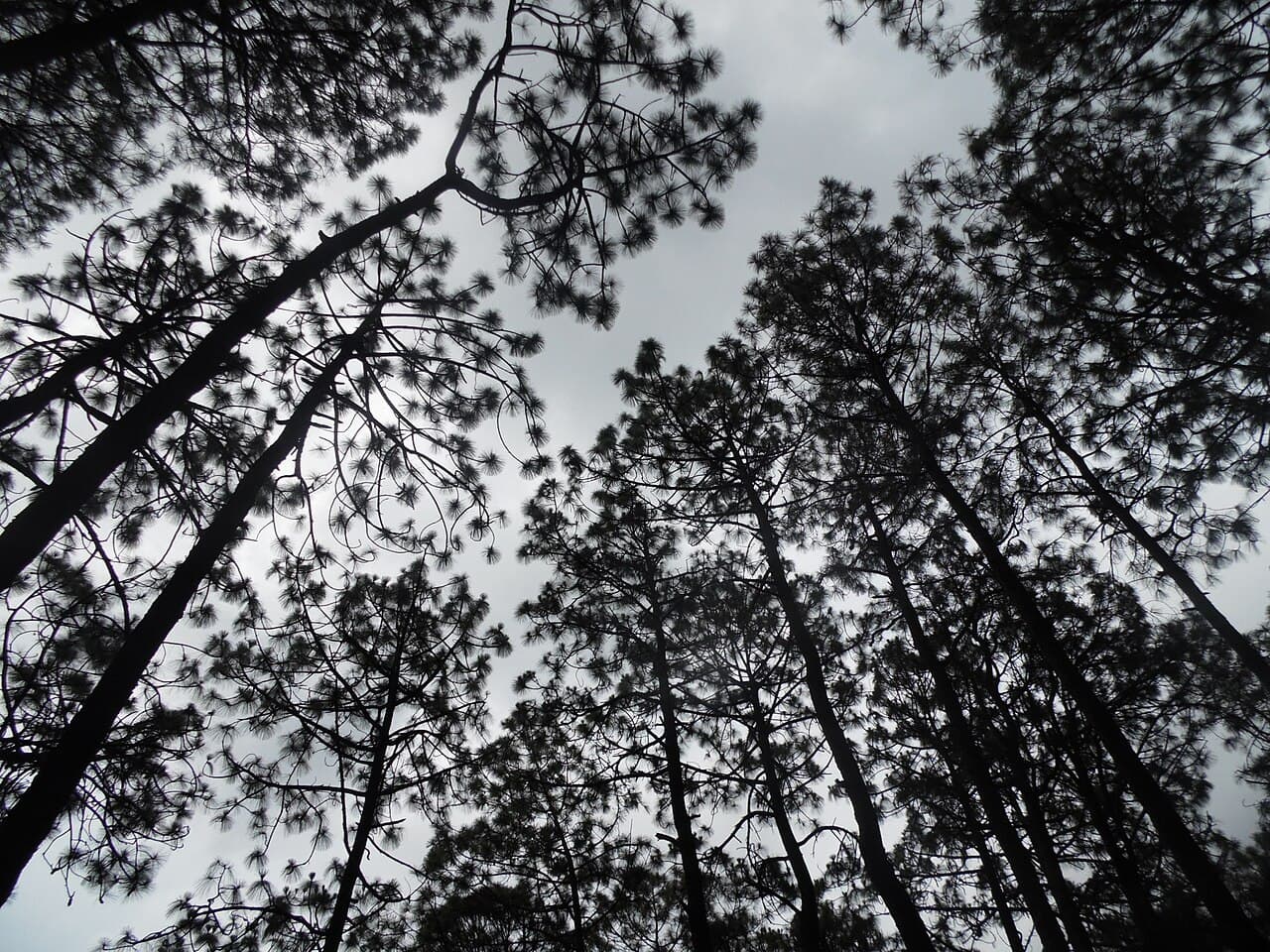 Bosque de coníferas en Mazamitla, Jalisco, bajo luz fría.